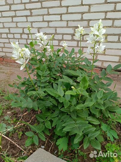 Ясенец белый