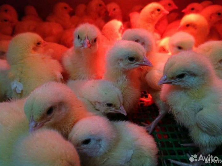 Цыплята бройлеры