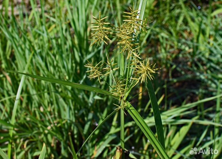 Земляной орех Чуфа (цена за 10 шт.)