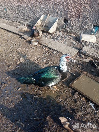 Продам индоутока