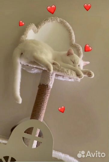 Кот в добрые руки