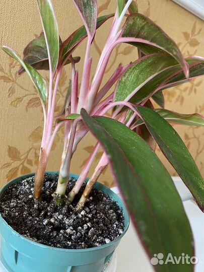 Аглаонемы, филодендрон карамель