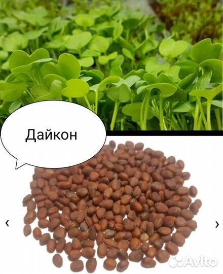 Дайкон семена