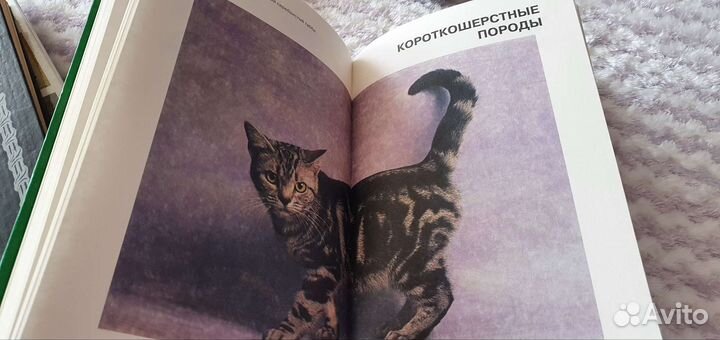 Энциклопедия кошки Джино Пуньетти