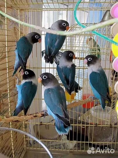 Масковые неразлучники