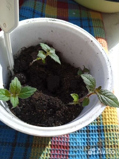 Цветы Ахименесы красные (Дружная семейка)