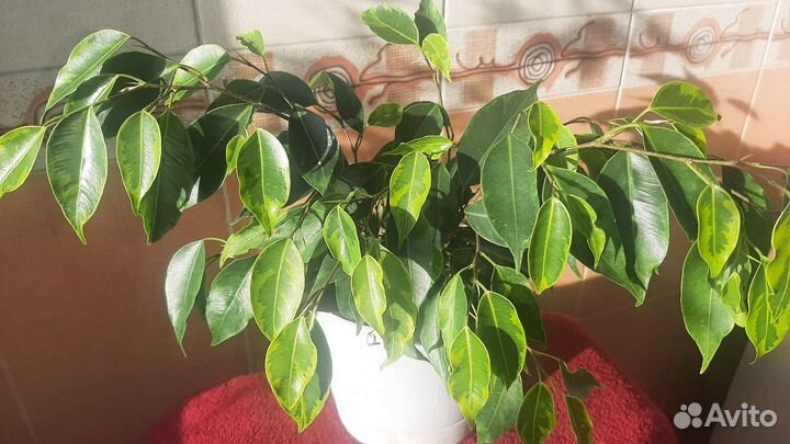 Фикус бенджамина