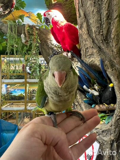 Попугаи калита монах