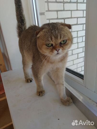 Шотландский вислоухий котик