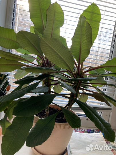 Молочай 2шт