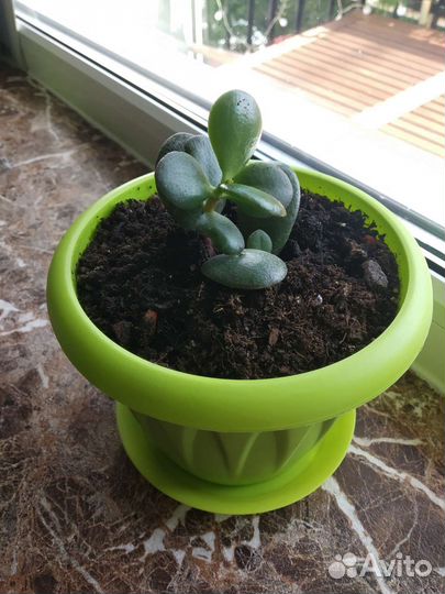 Крассула толстянка денежное