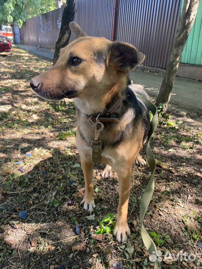 Собака в добрые руки