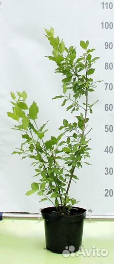 Бересклет Европейский/С3 40-60 см