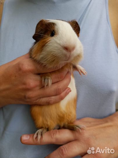 Морская свинка мальчик