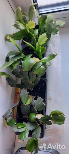 Декабрист шлюмбергера