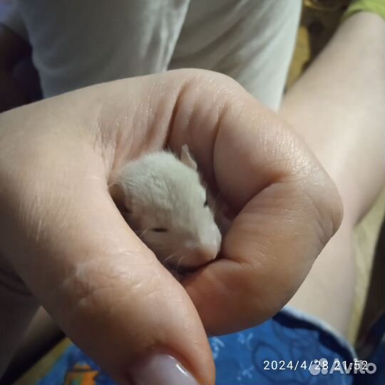 Крысята Дамбо