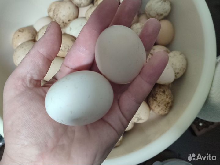 Инкубационное яйцо кур