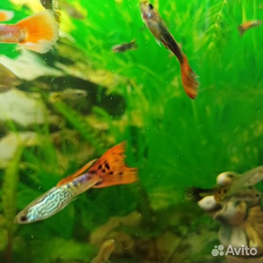 Аквариумные рыбки гуппи