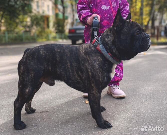 Французский бульдог вязка