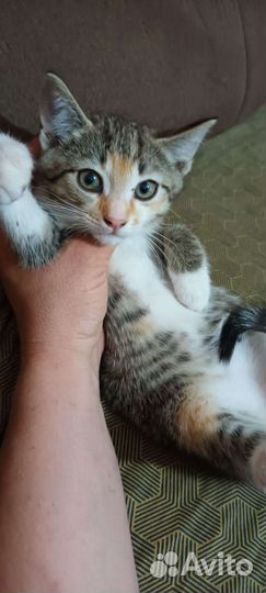 Кошки в добрые руки бесплатно