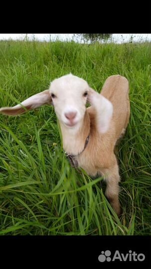 Коза дойная