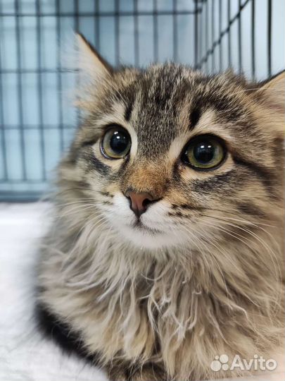 Кастрация кота. Стерилизация кошки