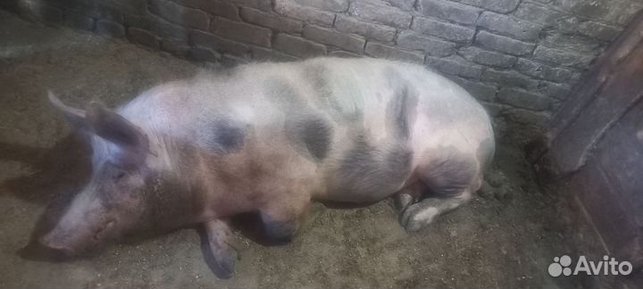 Хряк на племя
