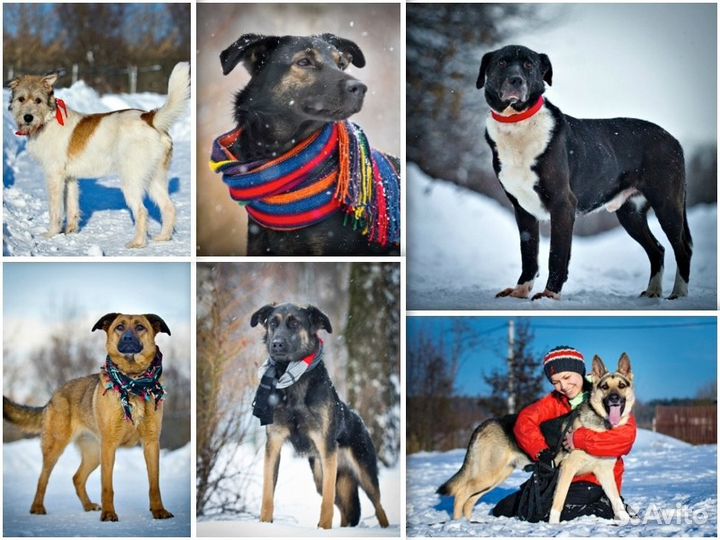 Щенок в добрые руки, собака в дар, отдам бесплатно