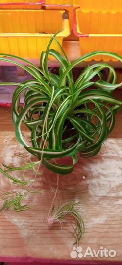 Хлорофитумы три сорта