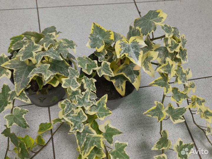 Плющ Variegata