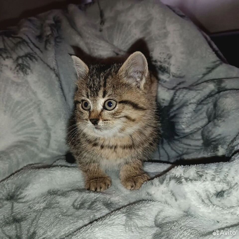 Котёнок в добрые руки, Тюмень