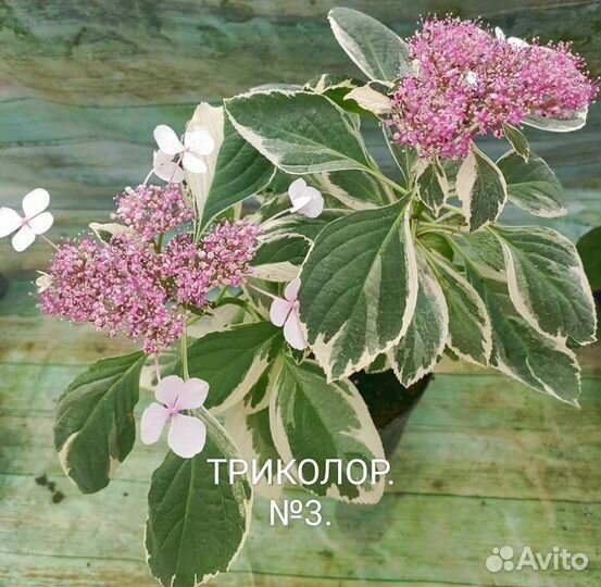 Гортензия саженцы