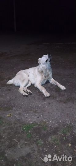 Алабай в дар