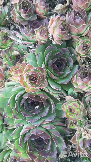 Молодило (каменная роза)