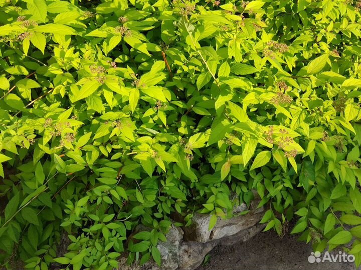 Спирея golden flame