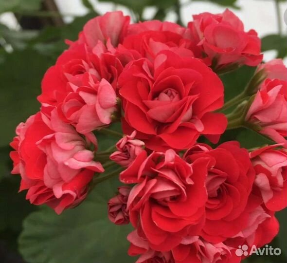 Пеларгония розебудная красная