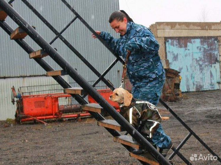 Дрессировка собак с передержкой в Пушкино.