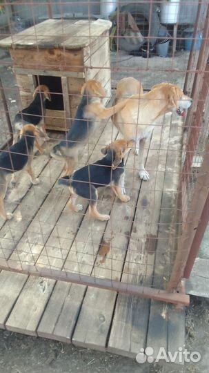 Русские гончие щенки