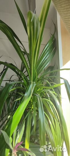 Пальма драцена. Рео. Панданус. Герань