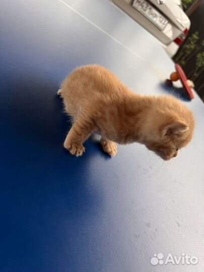 Отдам в хорошие руки