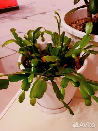 Шлюмбергера Pink цветущий Рождественник