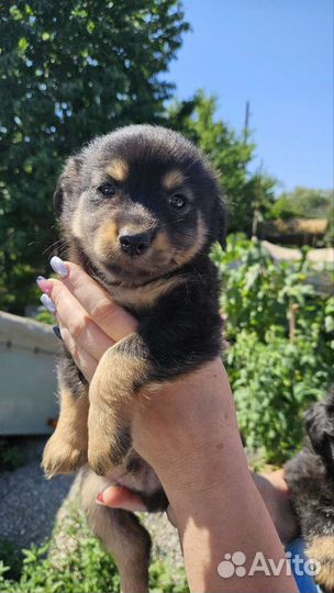 Щенки (будут размером с пикинеса)