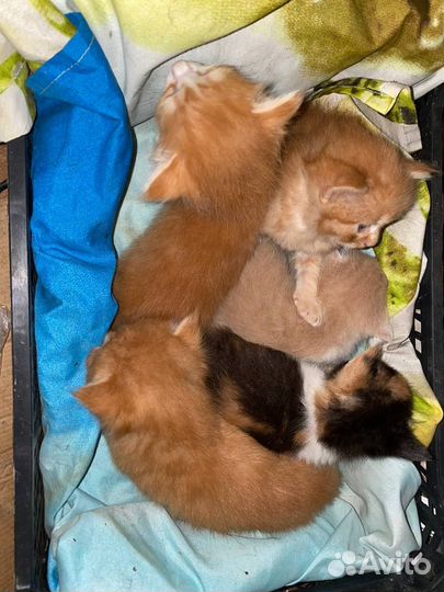 Котята в добрые руки