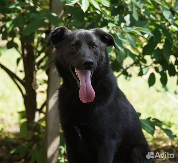 Весёлый и активный Блэкки мечтает о доме