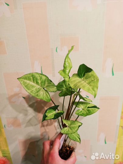 Сингониумы