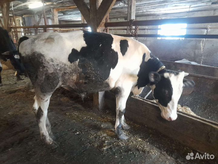 Бычки и быки