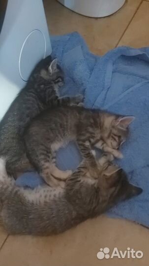 Котята в добрые руки бесплатно