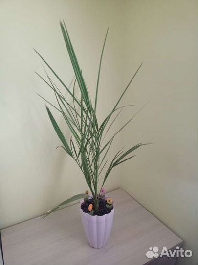 Финиковая пальма