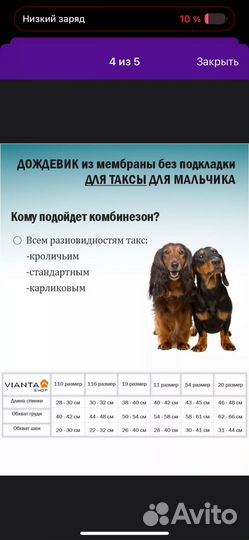 Дождевик для таксы мальчика