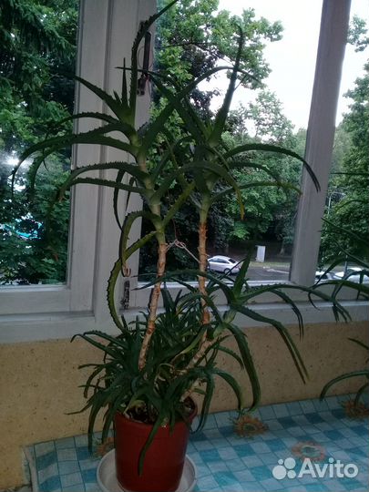 Алоэ (столетник лечебный)